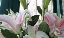 记忆中的百合花