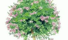 爱是一棵会开花的树