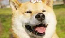 微笑也是美丽的