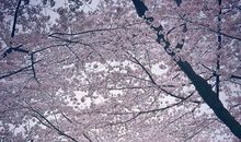 樱花树下的风景