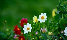 每朵花都有盛开的理由