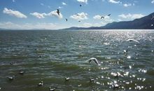 美丽家乡任鸟儿自由飞翔