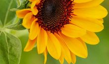 向日葵盛开的夏天