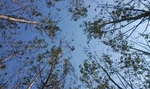 听，那是风吹过树梢的声音