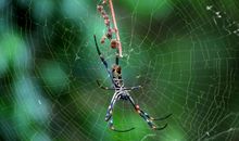 从蜘蛛织网中想到