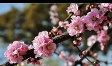 春那一年的故事