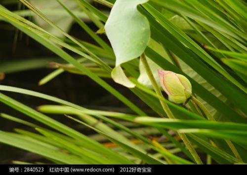 听很多莲花