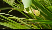 倾听一株莲的声音