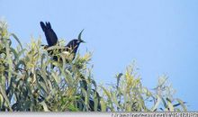 鸟自爱巢人爱家