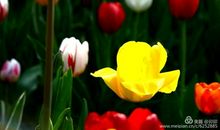 豁达点一瓣馨香