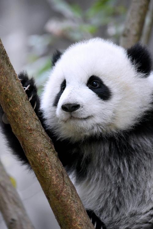 我喜欢你的小树
