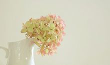 献给青春的一枝花