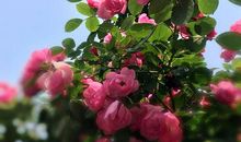 小院盛开和谐花