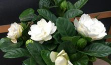 栀子花依旧芳香