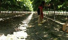 美丽的葡萄沟_400字