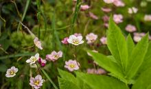 初春草色意幽幽