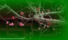 梅香一缕醉人间