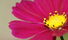 开在生命深处的花朵