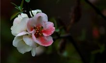 我心中的海棠花