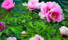 花开无声自有清香