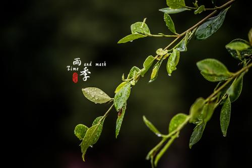 “有一种雨季的感觉”诗歌