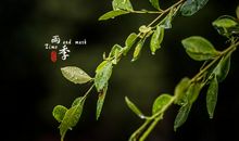 《雨季有感》诗歌