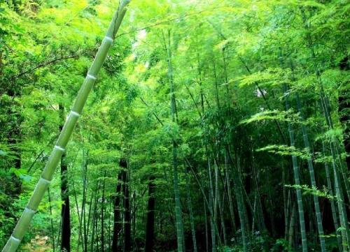 我的家庭竹林的变化