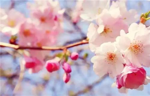 “桃花”和“悲伤的眼泪”