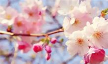 “桃花雨”与“伤心泪”