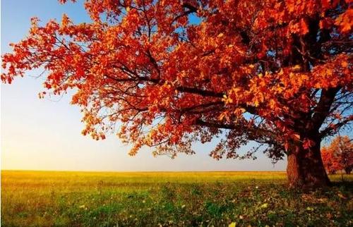 tree