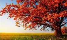 有那么一棵大树