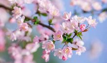 我心目中的海棠