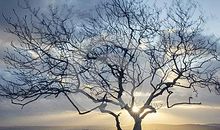 长在心里的一棵树