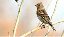 燕雀安知鸿鹄之志