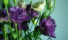 开在生命中的龙胆花——读《花田半亩》有感