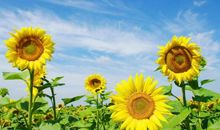 种下梦想的种子