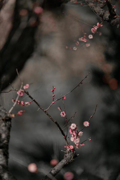 会见梅花