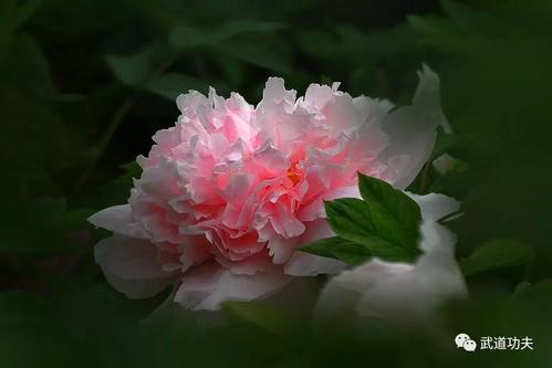 抱着灵魂的花园