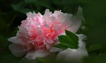 守住心灵的花园