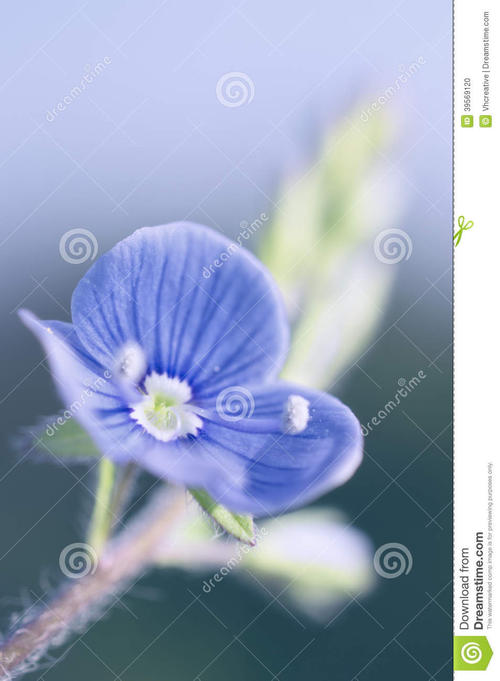 盛开的花朵