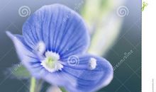 磨难盛放生活之花