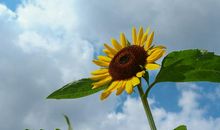 乐观地面对生活