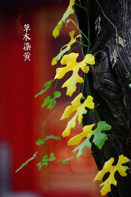 茶香给了我力量