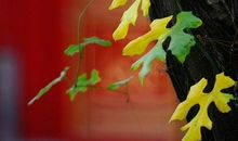 那一缕茶香给了我力量