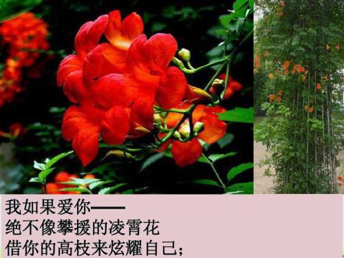 鲜花不会炫耀