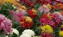 母亲是一朵秋菊