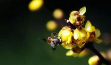 一样的蜜蜂，不一样的感悟