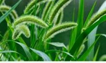 狗尾巴草的世界