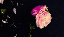 又是一年落花时