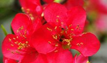 我心目中的海棠花